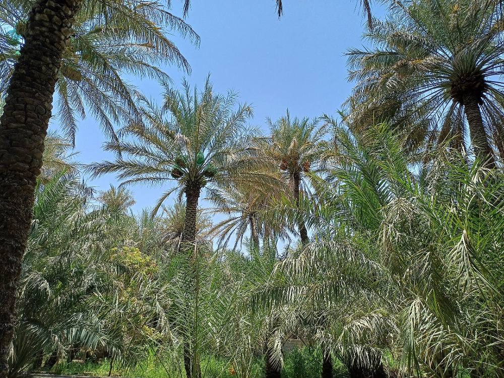 Kostenloser Rundgang zur Entdeckung der verborgenen Schätze und des lokalen Lebens in Al Ain – Geheime Straßenecken und Geschichten aus dem Viertel