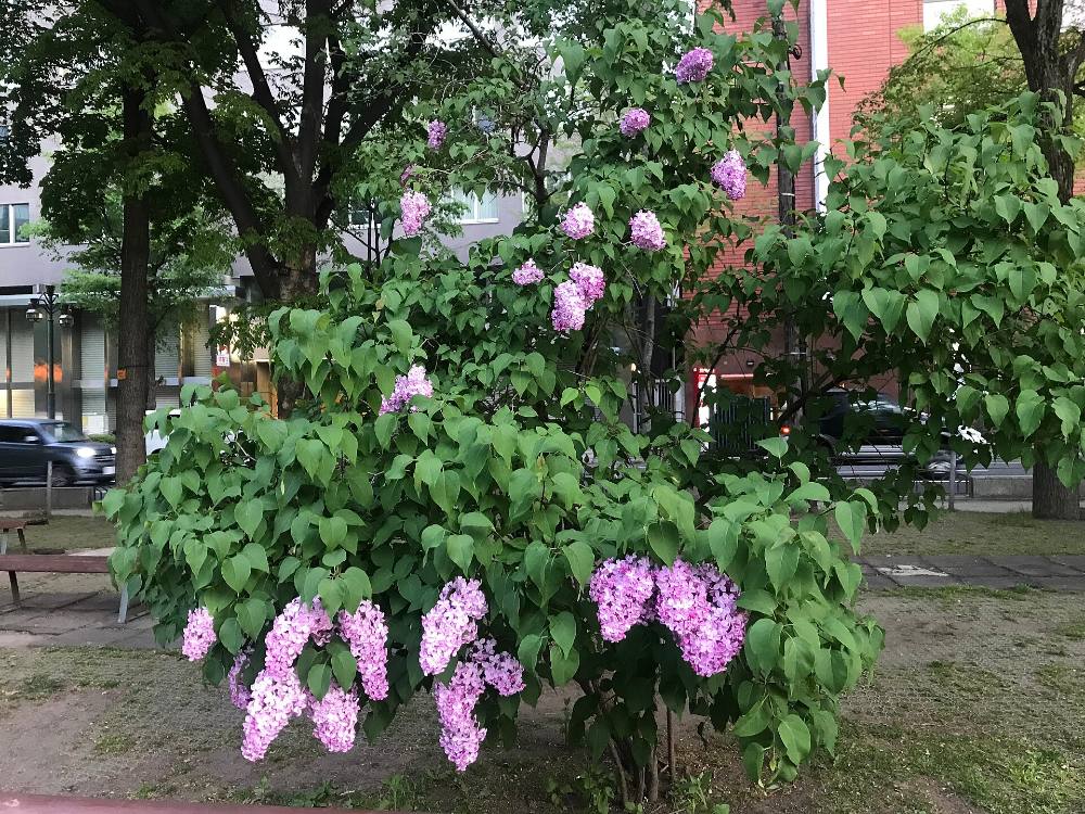 Tour đi bộ miễn phí buổi tối & Huyền thoại Sapporo – Thần thoại, Bí ẩn & Những con ngõ lung linh ánh đèn