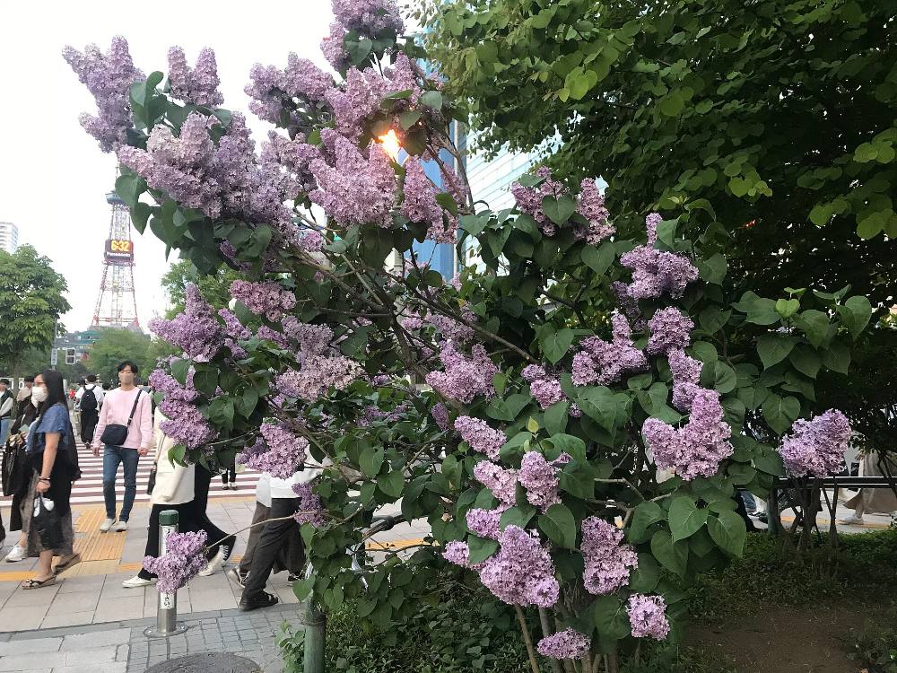 Tour đi bộ miễn phí khám phá những viên ngọc ẩn và cuộc sống địa phương ở Sapporo – Những góc phố bí mật & câu chuyện khu dân cư