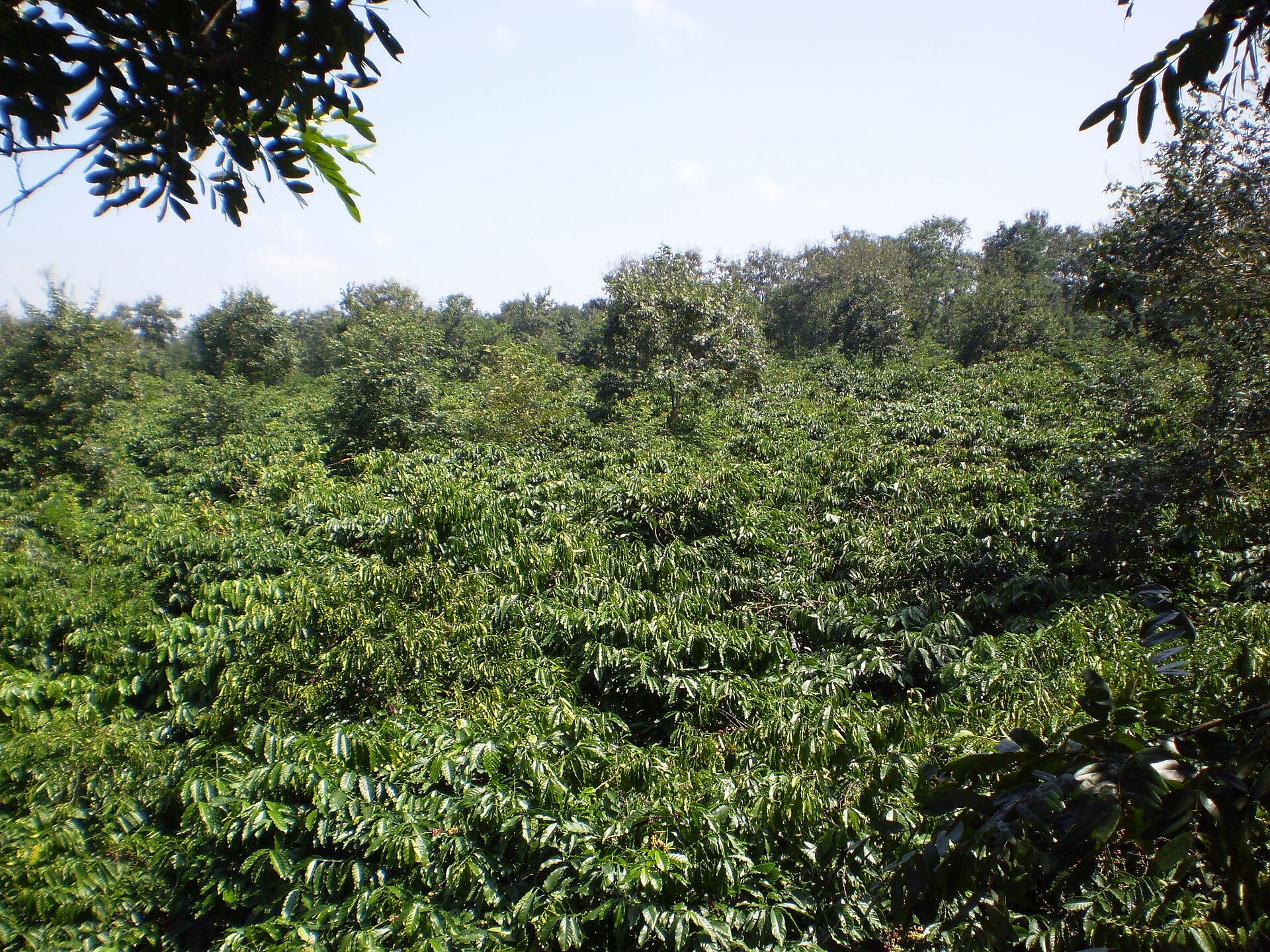 Tour cà phê & ẩm thực Buôn Ma Thuột: Thủ phủ Robusta và bún đỏ