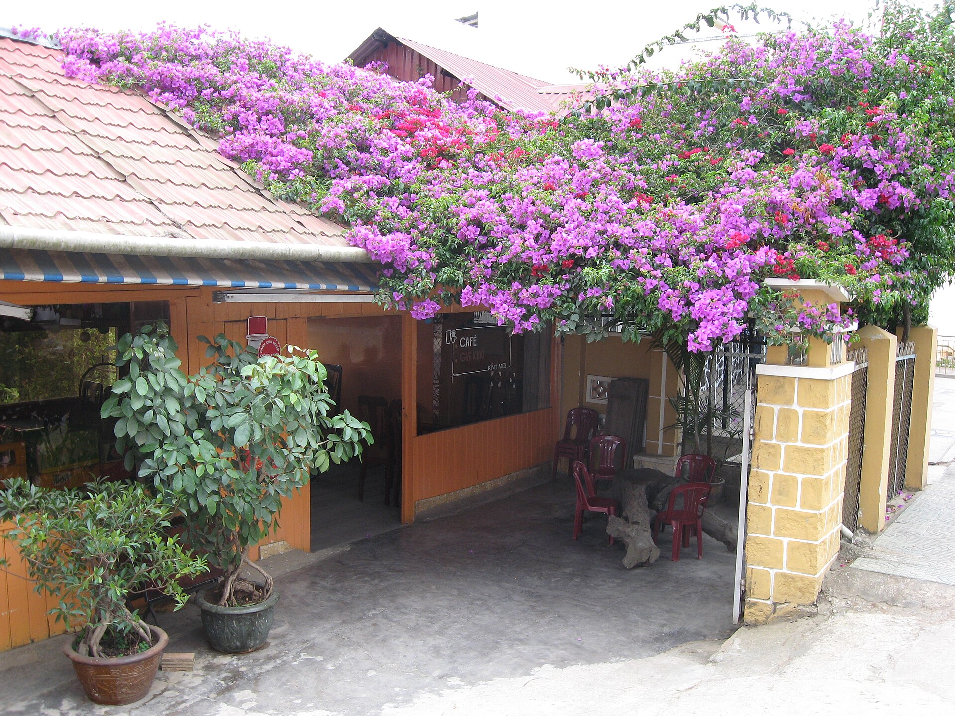 Tour ẩm thực buổi sáng ở Đà Lạt: Chợ Đà Lạt, bánh ướt lòng gà & trà atisô