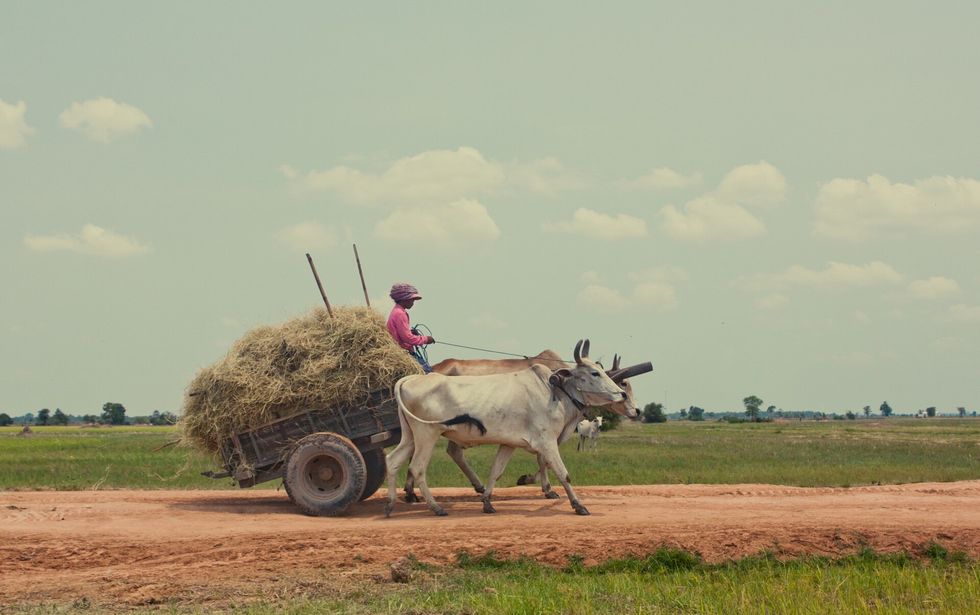 Tour Làng Quê Khmer Nửa Ngày: Đi Xe Bò, Làm Đường Thốt Nốt & Bữa Trưa Tại Nhà Dân