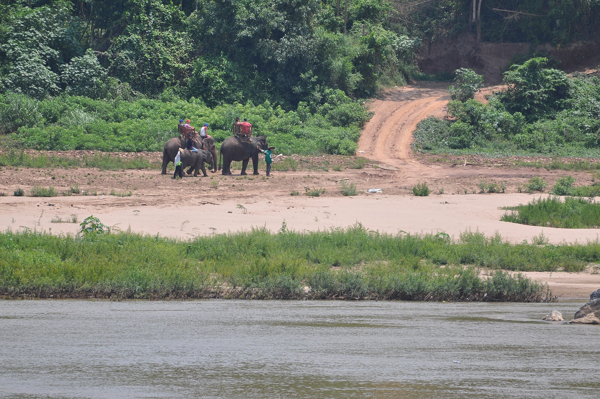 Tour Bảo Tồn Voi 1 Ngày Gần Luang Prabang: Đi Bộ Cùng Voi Trong Rừng, Cho Voi Ăn & Tắm Suối (Không Cưỡi Voi)
