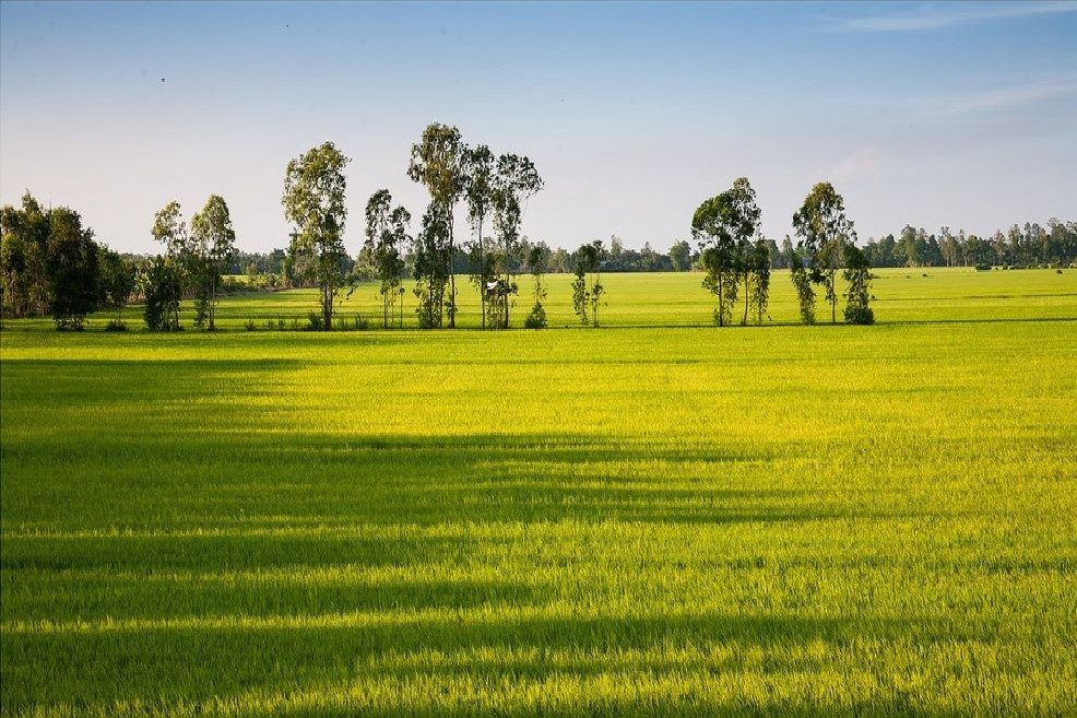 Tour Đồng Tháp – Cần Thơ 2 Giorni 1 Notte
