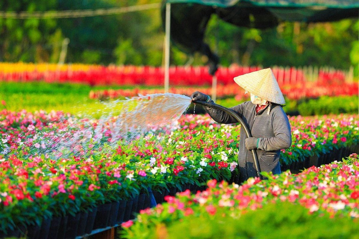 Tour d'une journée à Đồng Tháp : Cánh Đồng Hoa Hồng – Dòng Sông Hoa