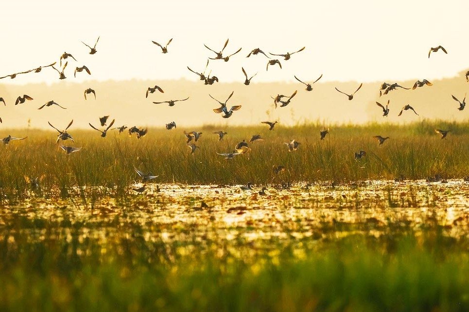 Visite d'une journée à Đồng Tháp : Parc national de Tràm Chim, Tam Nông