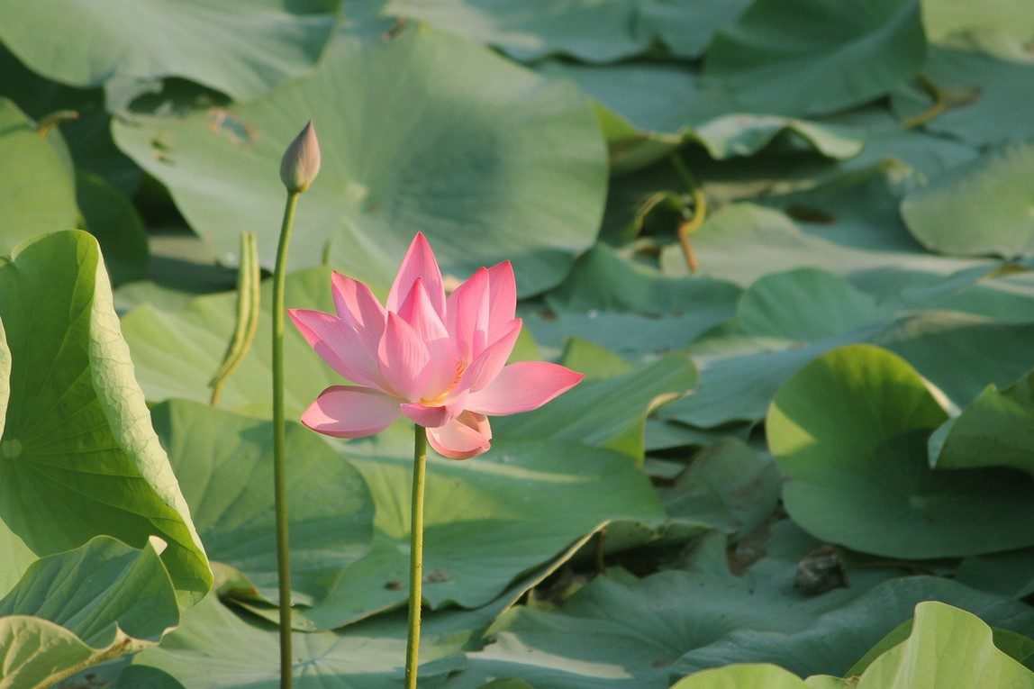 Circuit écotouristique à Đồng Tháp : Sa Đéc – Cao Lãnh