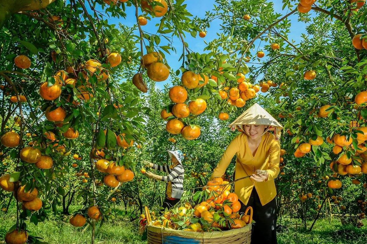 Excursion d'une journée à Đồng Tháp : verger de mandarines rouges Lai Vung, Đồng Tháp