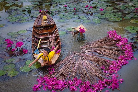 Circuit touristique de la saison des eaux hautes : Đồng Tháp – Tràm Chim – Sa Đéc