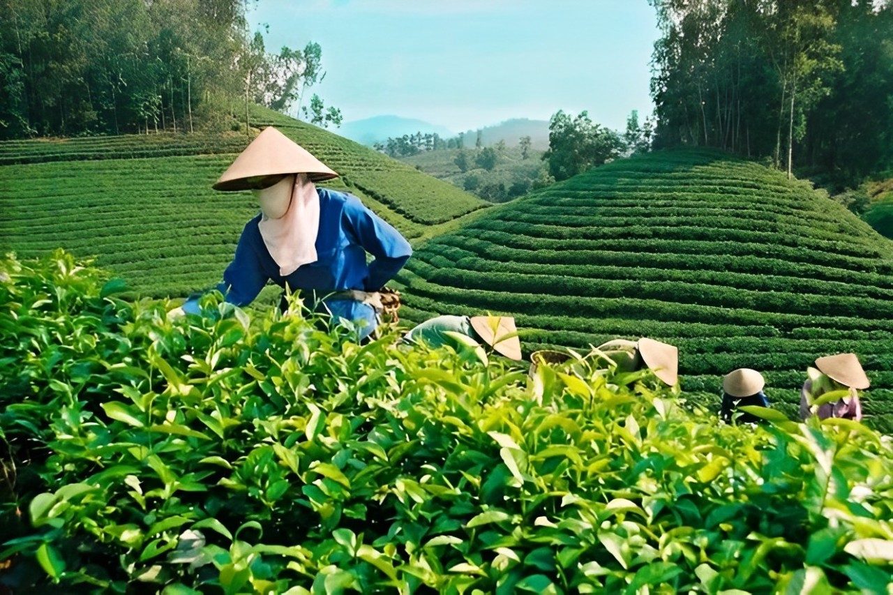 1-tägige Tour zum Núi Cốc und zum Teedorf Tân Cương in Thái Nguyên