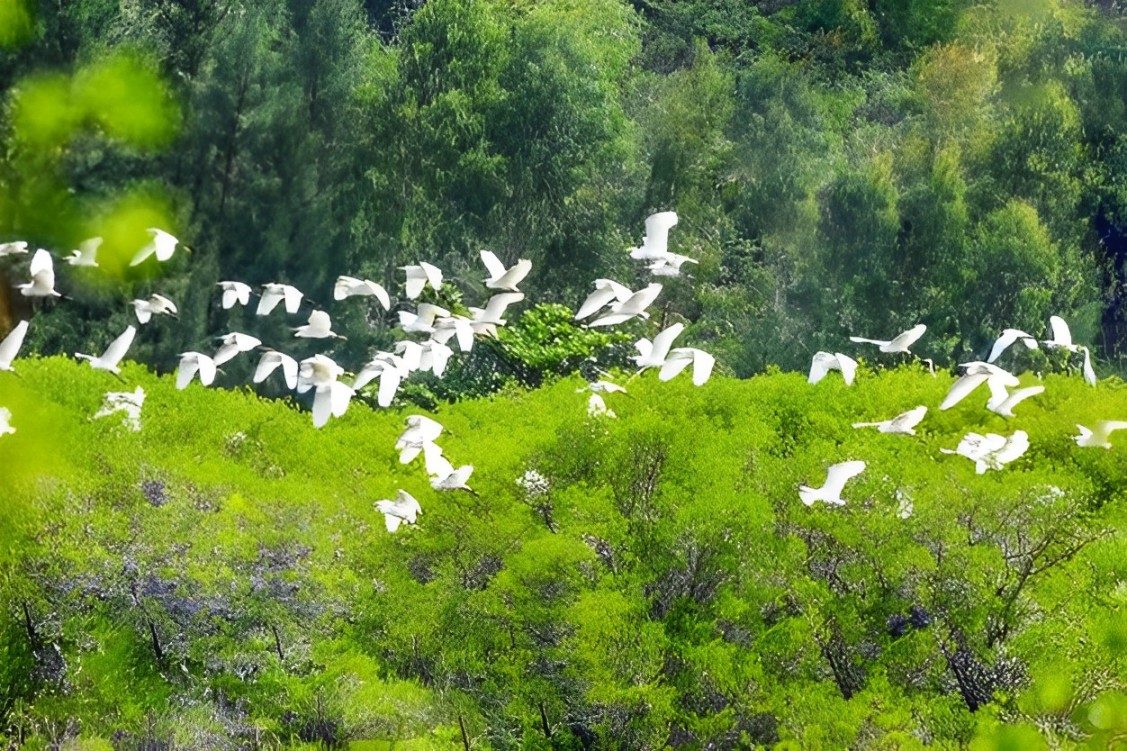 Tour de Descoberta da Terra do Arroz Thai Binh: Cồn Đen e Sítio Histórico Nguyễn Đức Cảnh