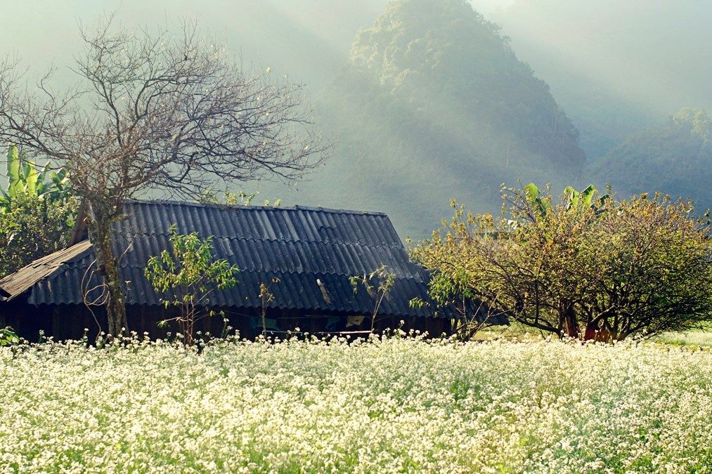 Son La 2-Day 1-Night Tour: Moc Chau in the White Mustard Flower Season