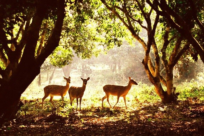 Circuit touristique à Ninh Bình d’une journée : Parc national de Cúc Phương – Voyage au cœur de la nature