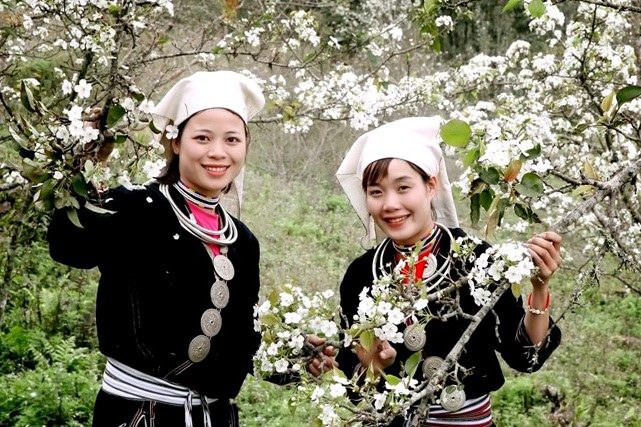 뚜옌꽝 1박 2일 투어: 나항 관광지 – 배꽃이 언덕을 하얗게 물들이다