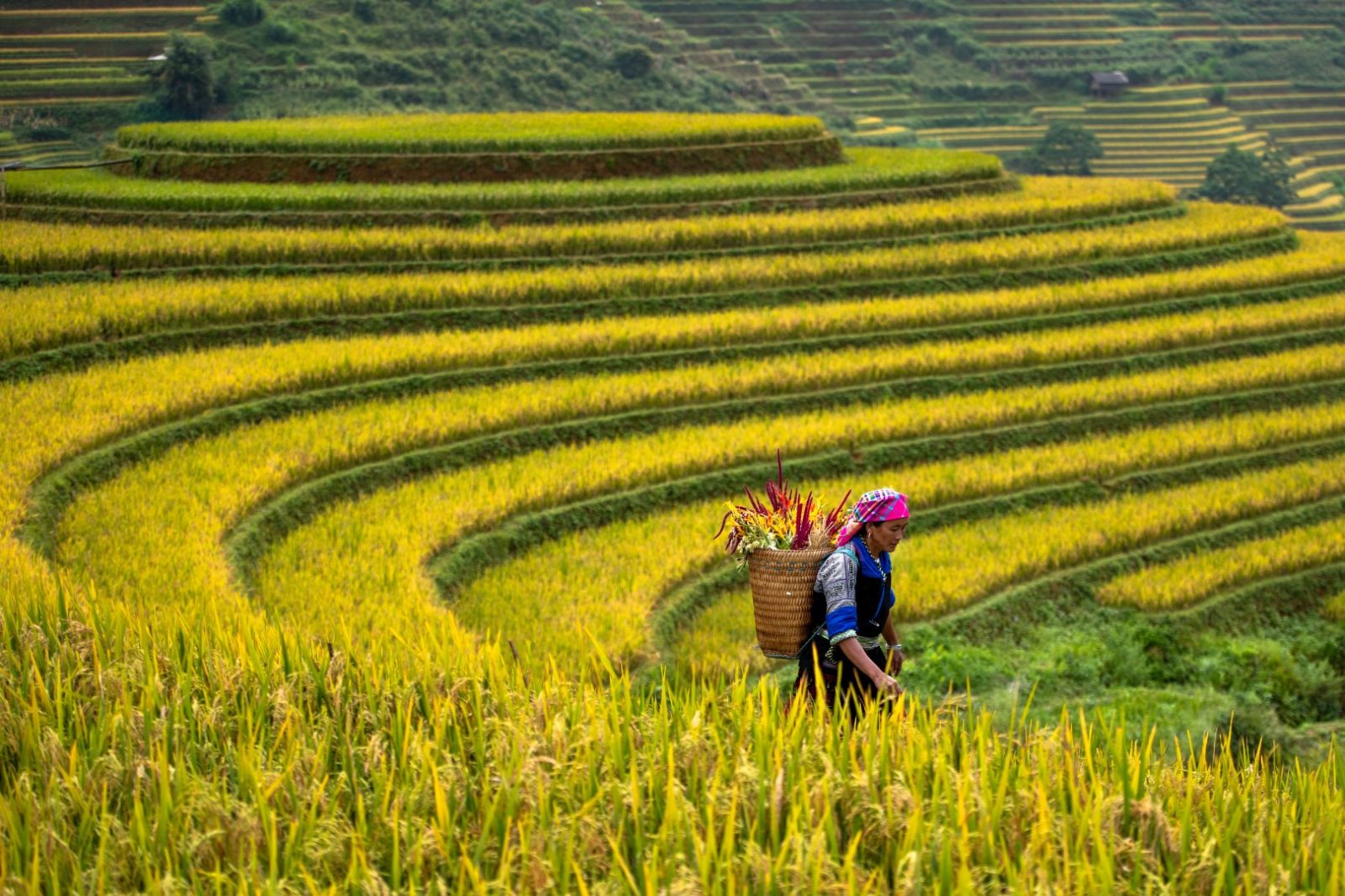 Yen Bai 3-Day 2-Night Tour: Mu Cang Chai – Khau Pha Pass – Tu Le – Tram Tau