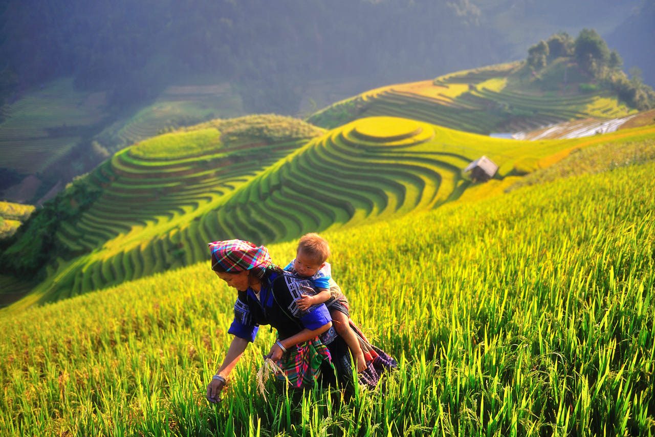 Tour Du Lịch Mù Cang Chải – Yên Bái 2 Ngày 1 Đêm: Đồi Mâm Xôi – Mùa Lúa Chín