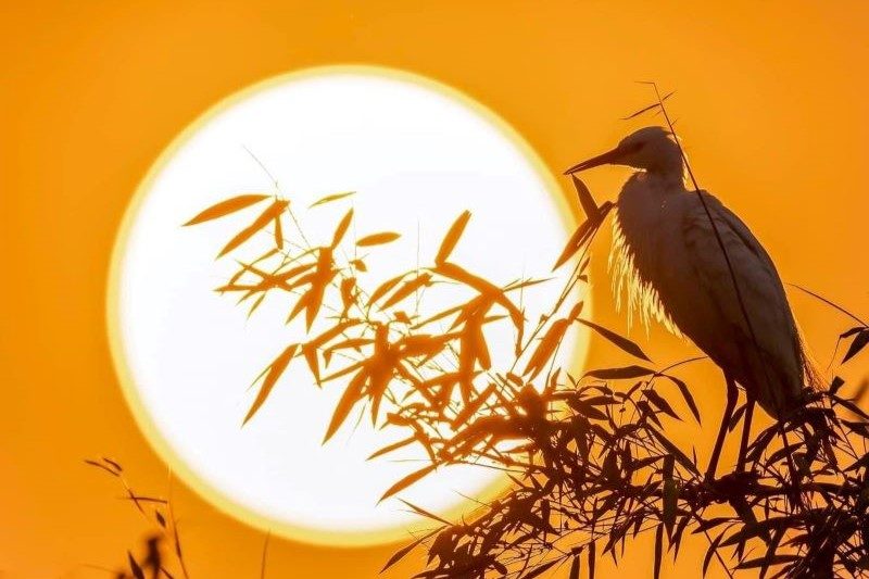 Tour turistico di Hai Duong 2G1N: Isola delle Cicogne Chi Lang Nam – la “gemma preziosa” della terra di Thanh Mien
