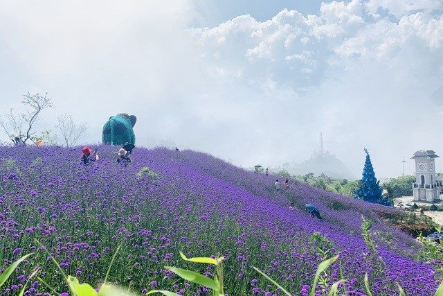 Tour Du Lịch Thái Nguyên – Sapa 2N1Đ: Sapa Mùa Hoa Nở