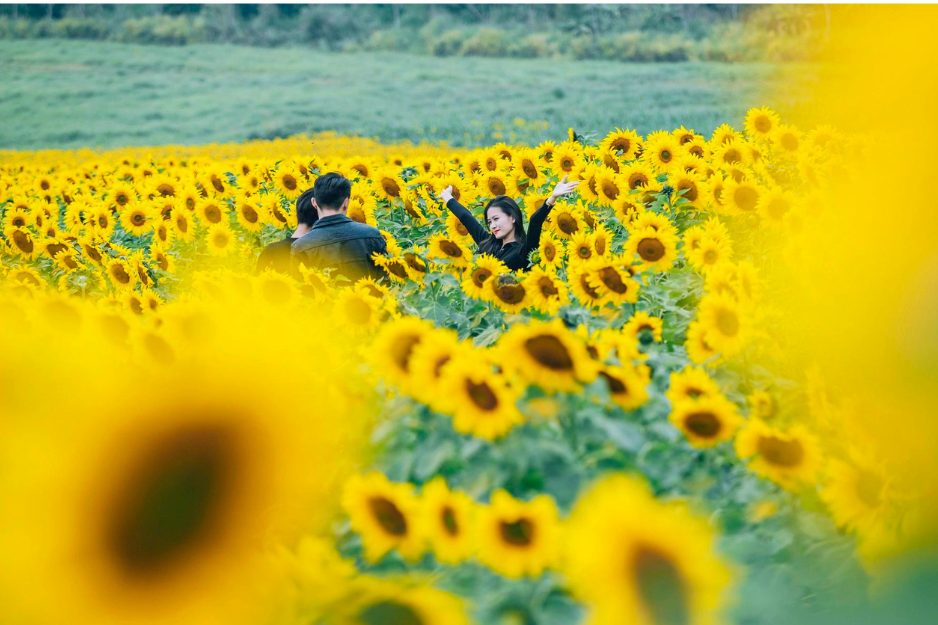 Tour Nghĩa Đàn – Nghệ An: check-in alla “Collina dei Girasoli” in 1 giorno