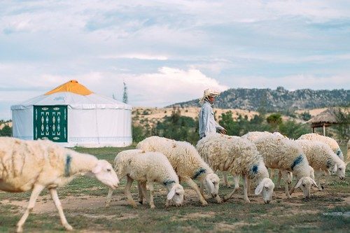 Tour Ninh Thuận 2N1Đ: Khám phá Thảo nguyên Mông Cổ Tanyoli