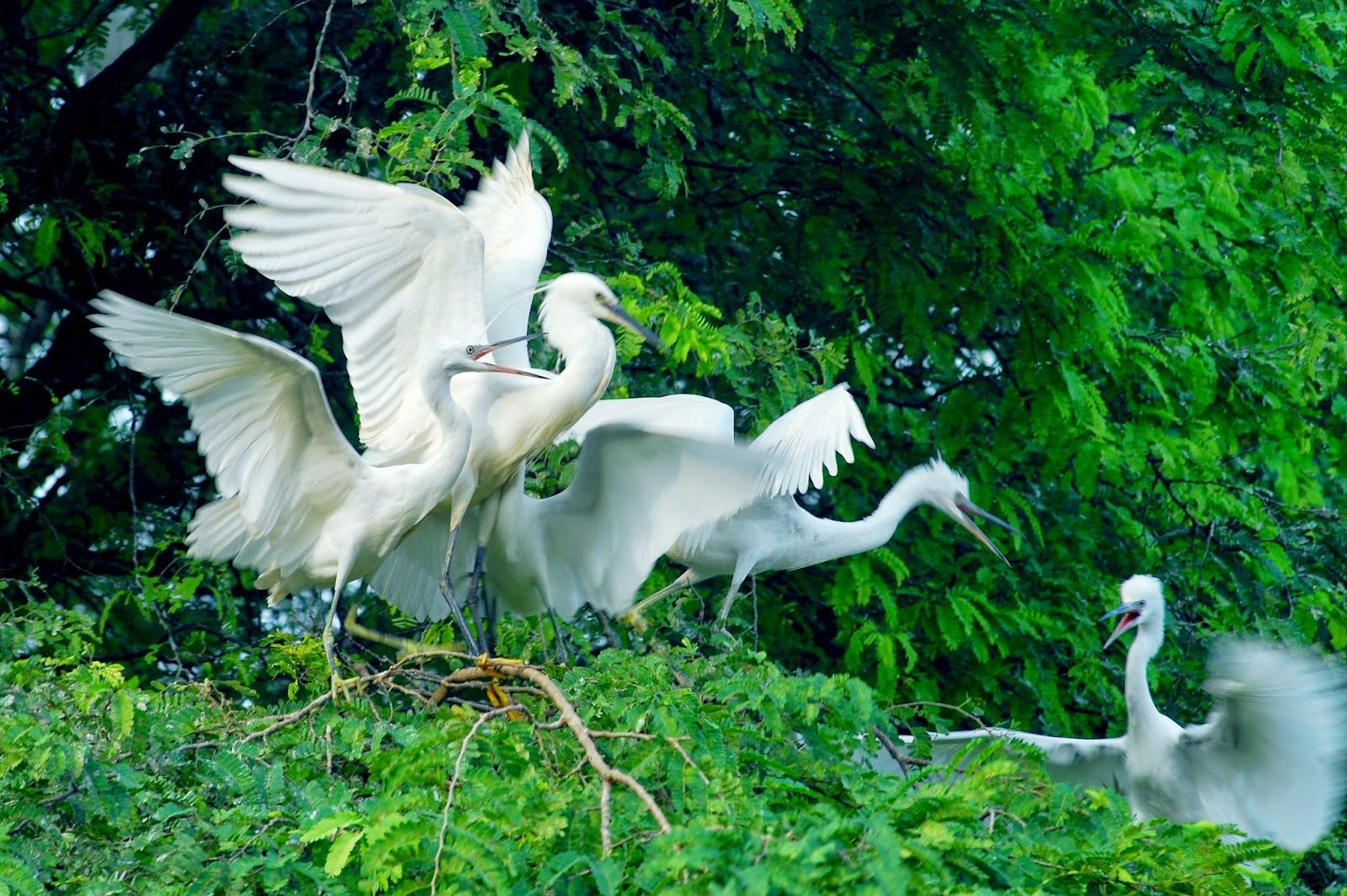 Tour Khám Phá Sinh Thái Bến Tre Tại Khu Du Lịch Vàm Hồ