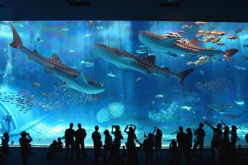 Tour Nha Trang 1 Ngày: Thủy Cung Trí Nguyên – Tứ Đảo – Vịnh San Hô