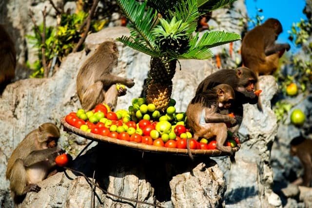 Tour Du Lịch Đảo Khỉ – Nha Trang: Khám Phá Vịnh Nha Phu