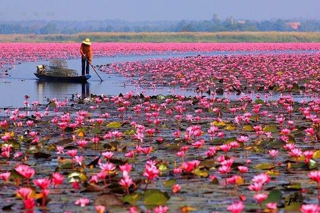 Tour Du Lịch 4 Cồn Long – Lân – Quy – Phụng: Bến Tre