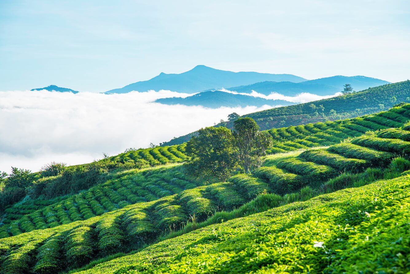 Tour Du Lịch Lâm Đồng Bảo Lộc – Khám Phá Vùng Đất Thơ Mộng