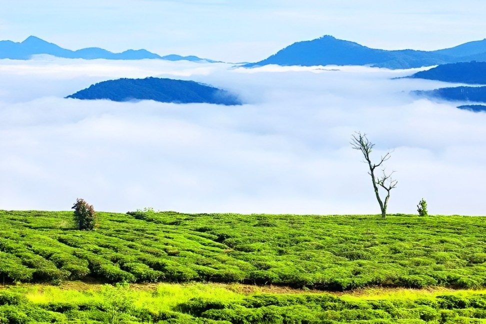 Tour de Visita à Fazenda de Chá Cầu Đất – Contemple o Nascer do Sol em Meio às Infinitas Colinas de Chá