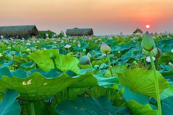 Tour Du Lịch Caravan Đồng Sen Tháp Mười 2 Ngày 1 Đêm