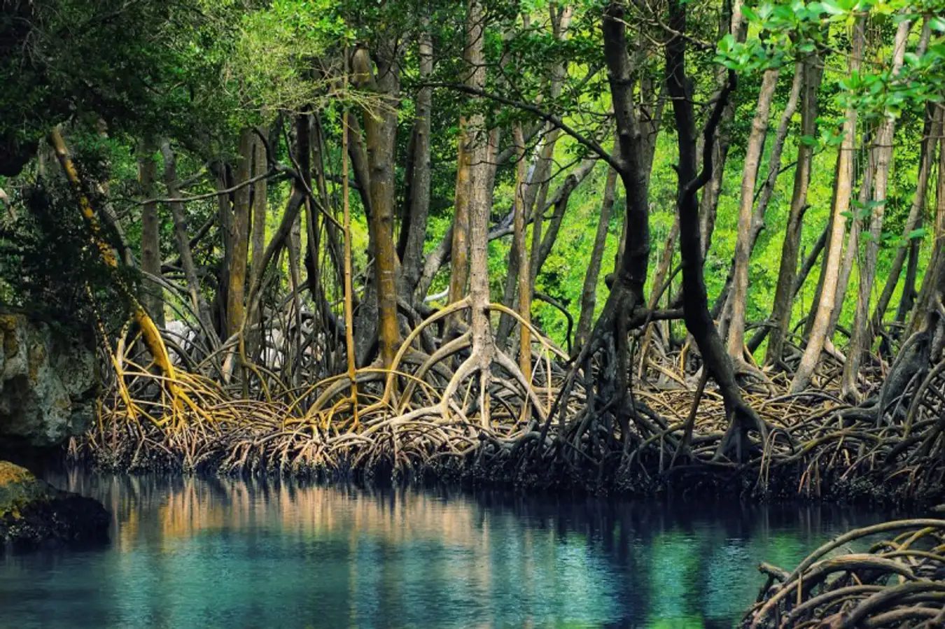 Tour Du Lịch Cà Mau 1 Ngày: U Minh Hạ – KDL Hương Tràm – Đất Mũi