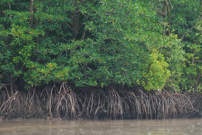 Tour Du Lịch Cà Mau Trong Ngày: Khám Phá Hệ Sinh Thái Rừng Ngậm Mặn