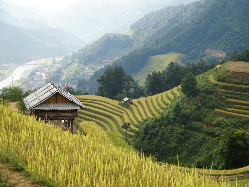 Tour Mù Cang Chải – Yên Bái 2 Ngày 1 Đêm: Đồi Móng Ngựa – Sắc Vàng Trên Ruộng Bậc Thang