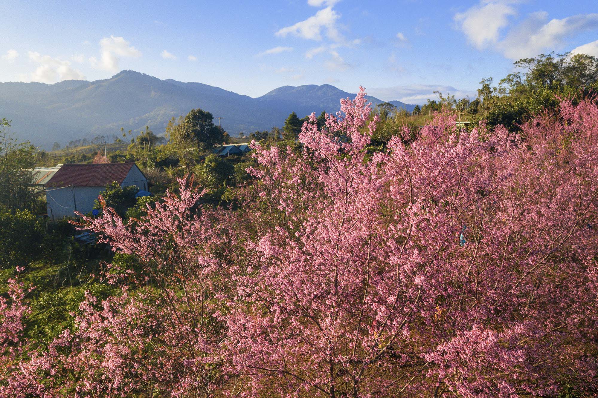 3天2夜之旅：樱花节——在芒登追云