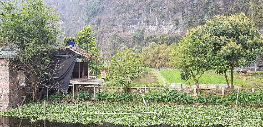 Ninh Binh Free Walking Tour – Ancient Capital, Limestone Karsts & Trang An Landscapes